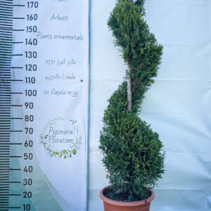 Cupressocyparis leylandii castlewelland gold spirala