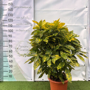 Aucuba jap.crotonifolia gold
