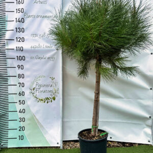 Pinus pinea