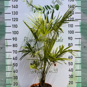 Chamaerops trachycarpus fortunei