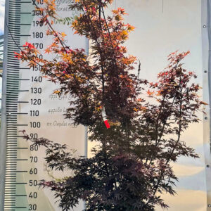 Acer palmatum skeeters broom