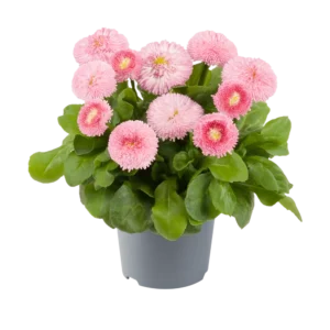 flori anuale