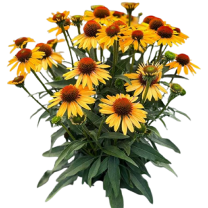 plante perene