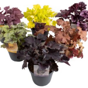 plante perene