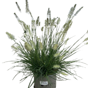 plante ornamentale