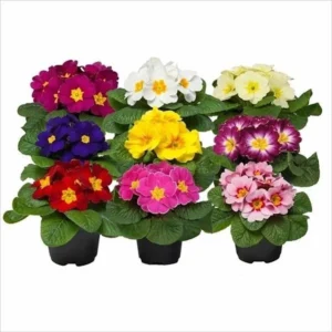 plante ornamentale